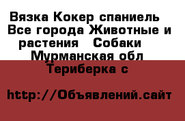 Вязка Кокер спаниель - Все города Животные и растения » Собаки   . Мурманская обл.,Териберка с.